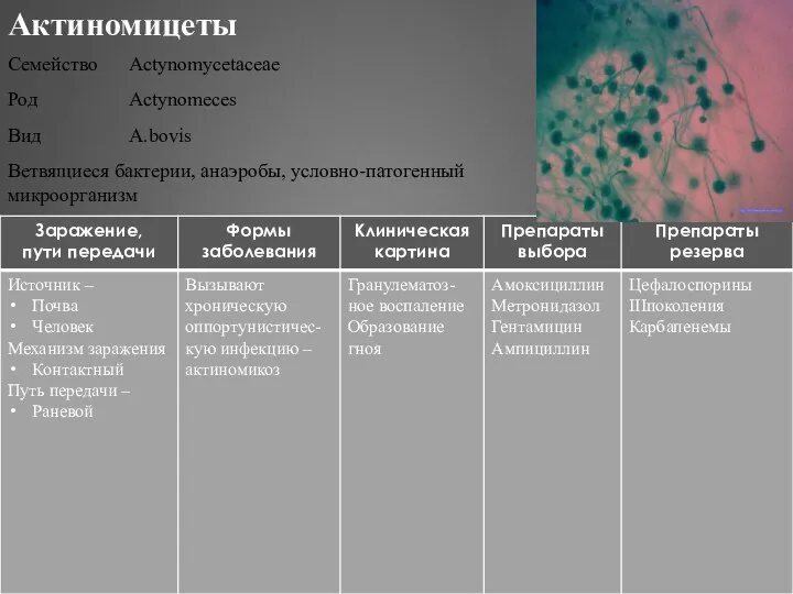 Актиномицеты