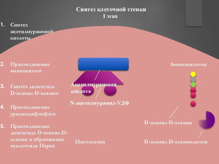 Аминокислоты Синтез клеточной стенки I этап Синтез ацетилмурамовой кислоты Присоединение аминокислот