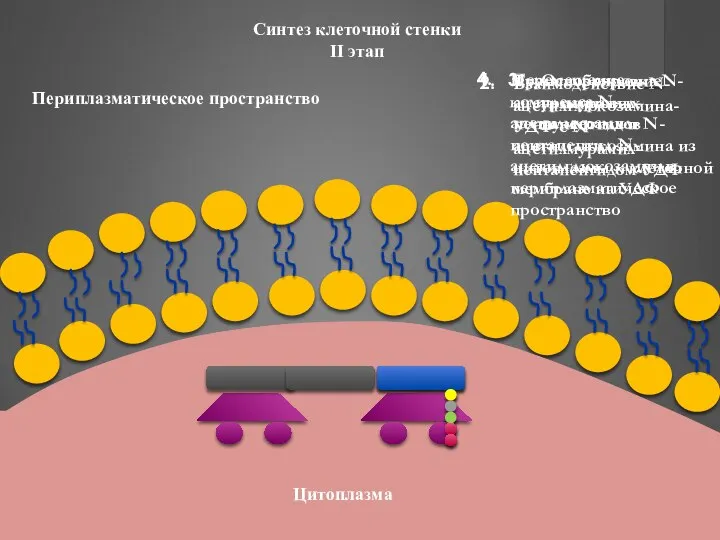 Синтез клеточной стенки II этап Транспортировка N-ацетилмурамил-пентапептида и N-ацетилглюкозамина из цитоплазмы