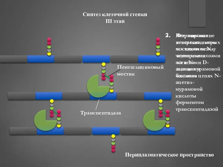 Синтез клеточной стенки III этап Формирование гетерополимерных цепочек N-ацетилглюкозамина и N-