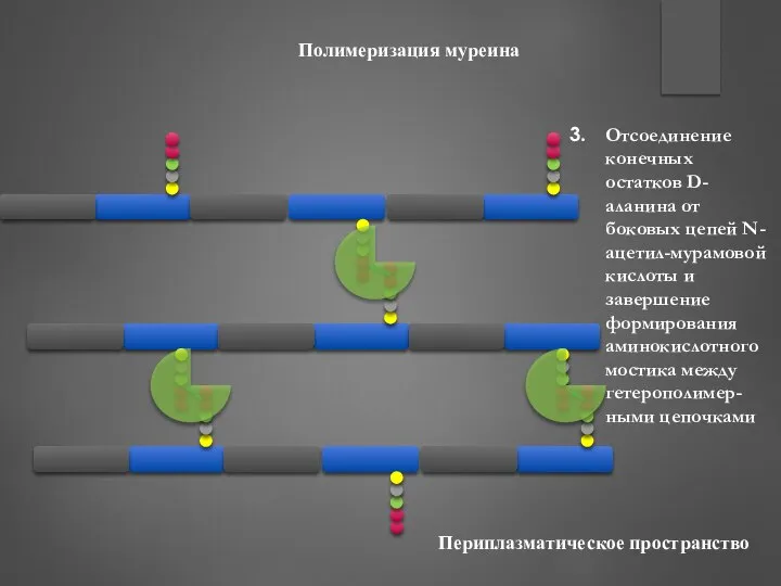 Полимеризация муреина Отсоединение конечных остатков D-аланина от боковых цепей N-ацетил-мурамовой кислоты