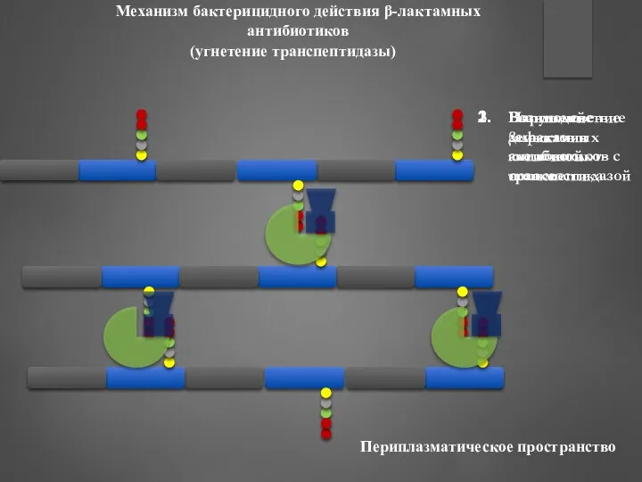 Механизм бактерицидного действия β-лактамных антибиотиков Взаимодействие β-лактамных антибиотиков с транспептидазой Нарушение