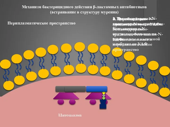 Механизм бактерицидного действия β-лактамных антибиотиков (встраивание в структуру муреина) 4. Перемещение