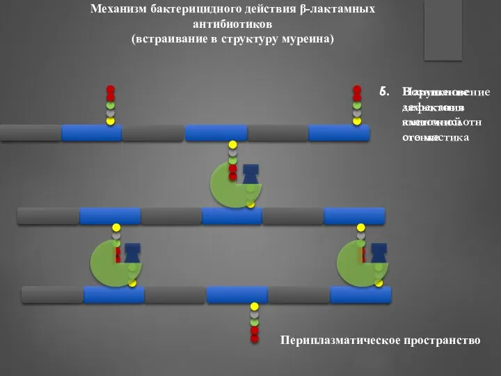 Механизм бактерицидного действия β-лактамных антибиотиков (встраивание в структуру муреина) Нарушение замыкания