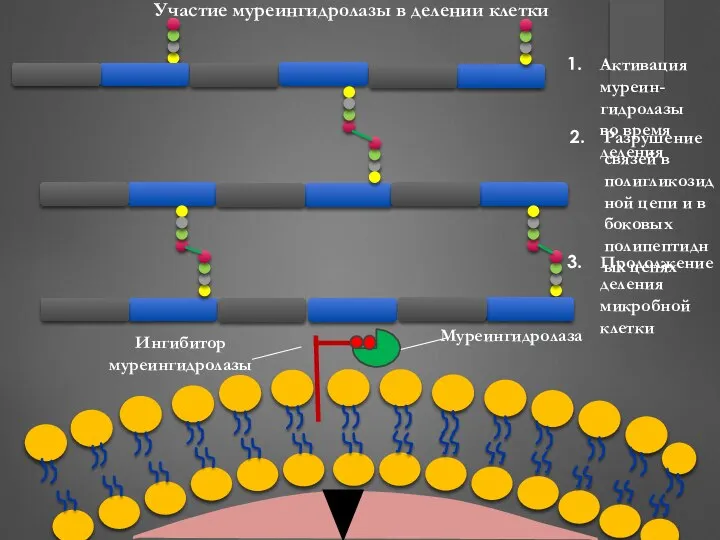 Участие муреингидролазы в делении клетки Активация муреин-гидролазы во время деления Разрушение
