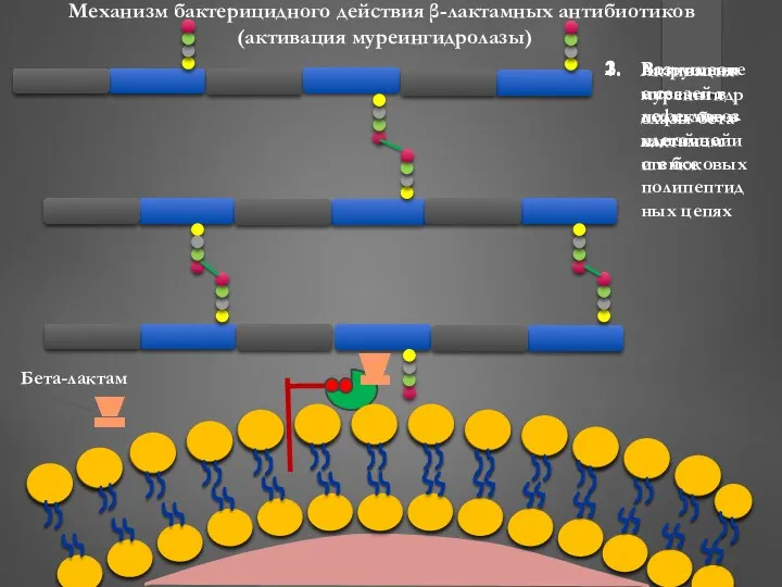 Механизм бактерицидного действия β-лактамных антибиотиков (активация муреингидролазы) Активация муреингидролазы бета-лактамом Разрушение