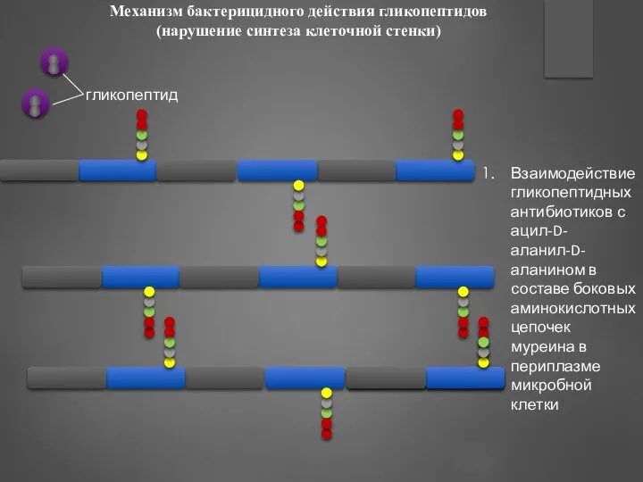 Механизм бактерицидного действия гликопептидов (нарушение синтеза клеточной стенки) Взаимодействие гликопептидных антибиотиков