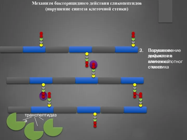 Механизм бактерицидного действия гликопептидов (нарушение синтеза клеточной стенки) Нарушение замыкания аминокислотного