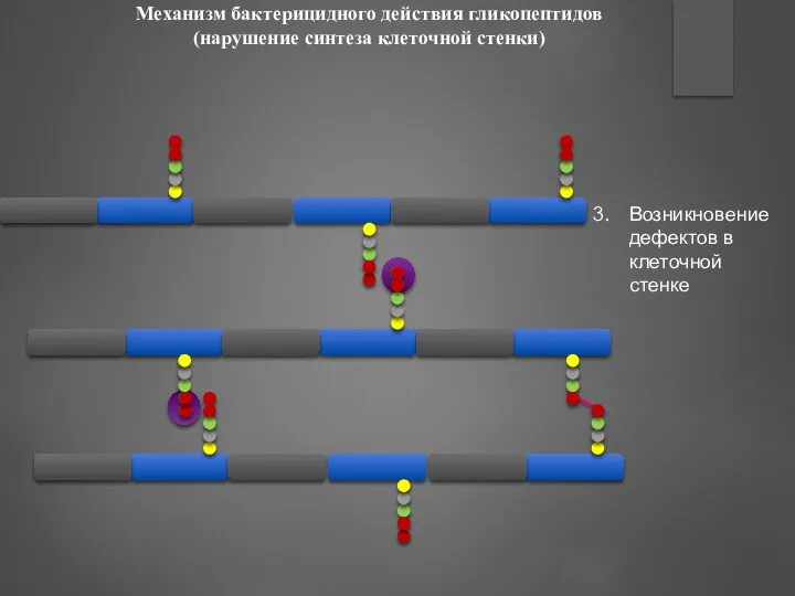Механизм бактерицидного действия гликопептидов (нарушение синтеза клеточной стенки) Возникновение дефектов в клеточной стенке