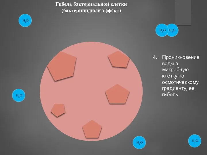 Гибель бактериальной клетки (бактерицидный эффект) Проникновение воды в микробную клетку по осмотическому градиенту, ее гибель