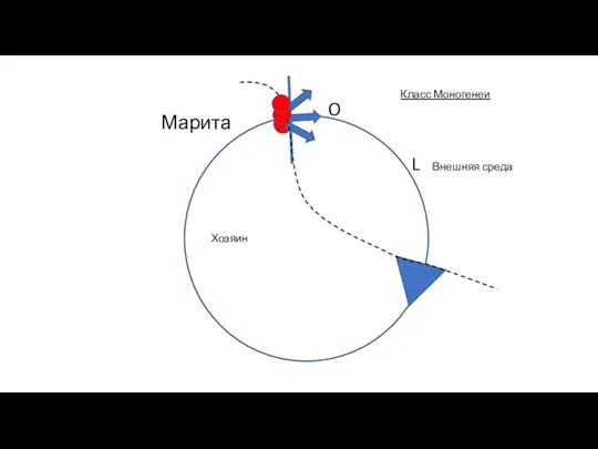 Класс Моногенеи Внешняя среда Хозяин O L Марита