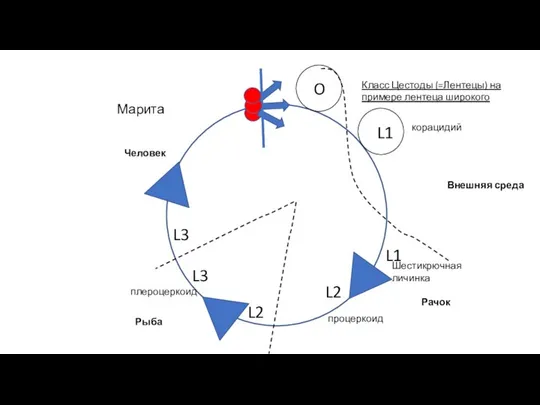 Класс Цестоды (=Лентецы) на примере лентеца широкого Внешняя среда O L1