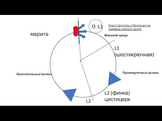 Класс Цестоды (=Лентецы) на примере свиного цепня O Внешняя среда L1