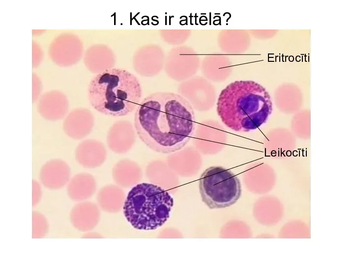 Eritrocīti Leikocīti 1. Kas ir attēlā?