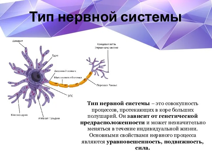 Тип нервной системы Тип нервной системы – это совокупность процессов, протекающих