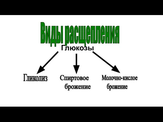 Где: В митохондриях. Виды расщепления Гликолиз Спиртовое брожение Молочно-кислое брожение Глюкозы