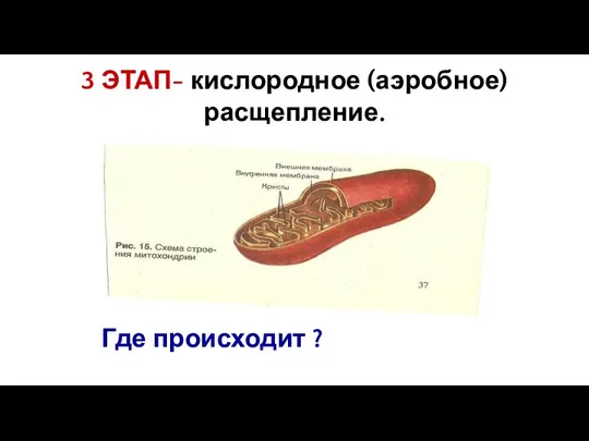 3 ЭТАП- кислородное (аэробное) расщепление. Где происходит ?