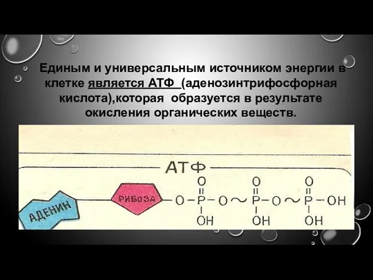 Единым и универсальным источником энергии в клетке является АТФ (аденозинтрифосфорная кислота),которая