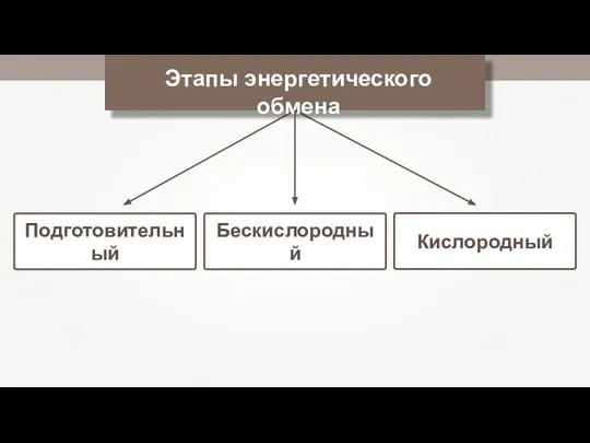 Подготовительный Бескислородный Этапы энергетического обмена Кислородный