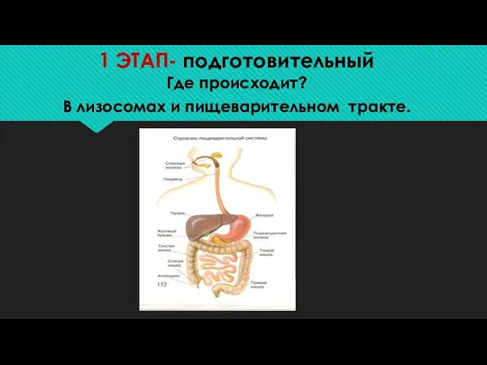 1 ЭТАП- подготовительный Где происходит? В лизосомах и пищеварительном тракте.