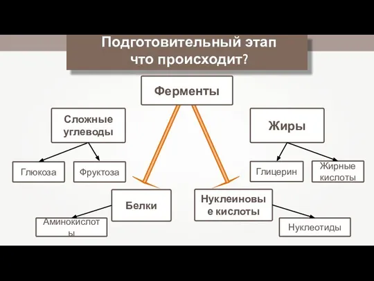 Подготовительный этап что происходит? Сложные углеводы Жиры Глюкоза Фруктоза Глицерин Жирные