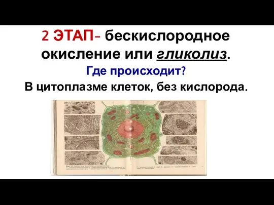 2 ЭТАП- бескислородное окисление или гликолиз. Где происходит? В цитоплазме клеток, без кислорода.