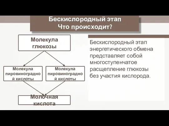 Молекула глюкозы Бескислородный этап Что происходит? Молекула пировиноградной кислоты Молекула пировиноградной