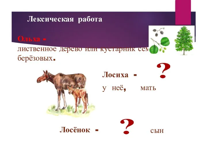 Ольха - лиственное дерево или кустарник семейства берёзовых. Лексическая работа Лосиха