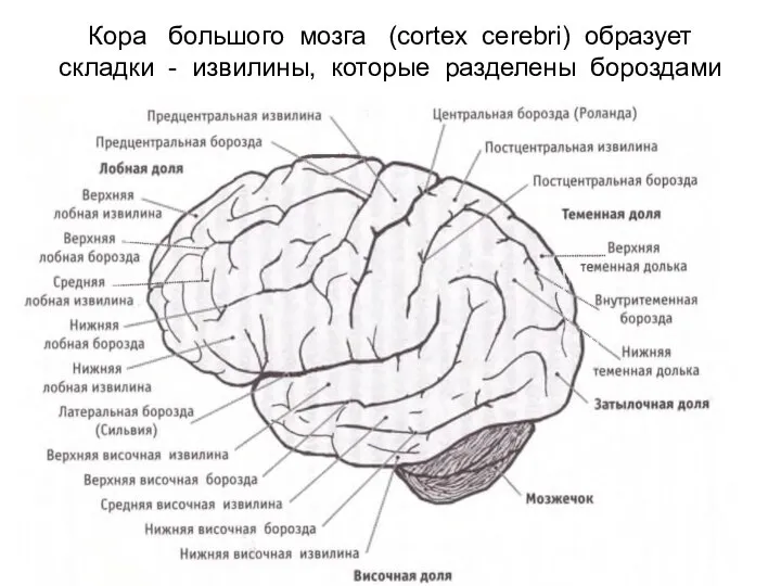 Кора большого мозга (cortex cerebri) образует складки - извилины, которые разделены бороздами