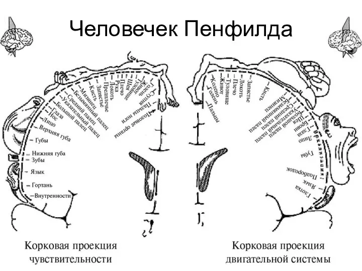 Человечек Пенфилда