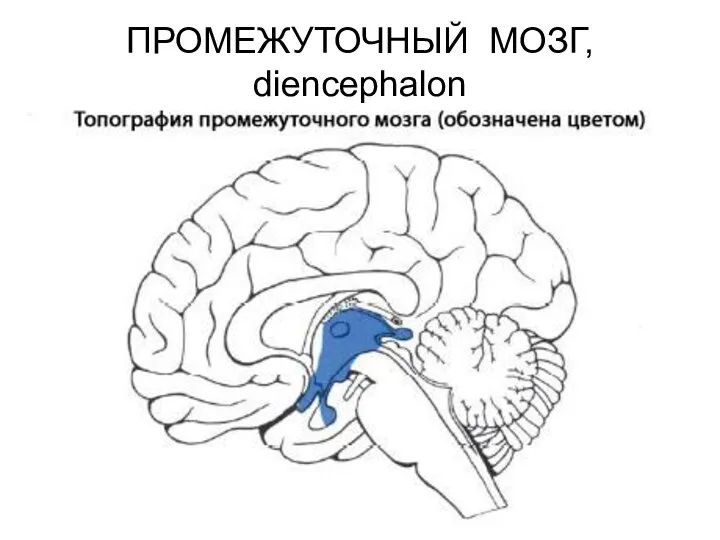 ПРОМЕЖУТОЧНЫЙ МОЗГ, diencephalon