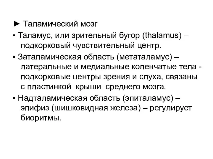 ► Таламический мозг ▪ Таламус, или зрительный бугор (thalamus) – подкорковый