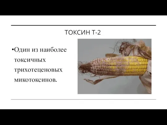 ТОКСИН Т-2 Один из наиболее токсичных трихотеценовых микотоксинов.