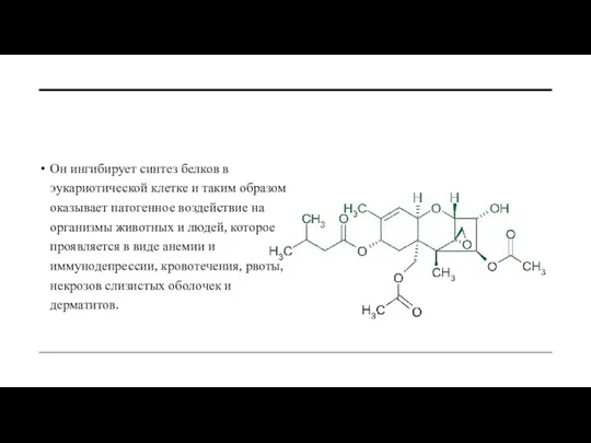 Он ингибирует синтез белков в эукариотической клетке и таким образом оказывает