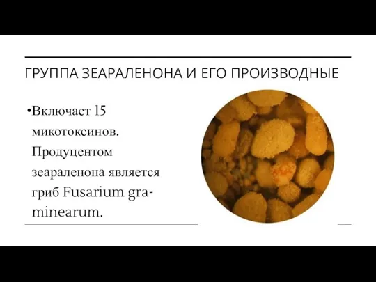 ГРУППА ЗЕАРАЛЕНОНА И ЕГО ПРОИЗВОДНЫЕ Включает 15 микотоксинов. Продуцентом зеараленона является гриб Fusarium gra- minearum.