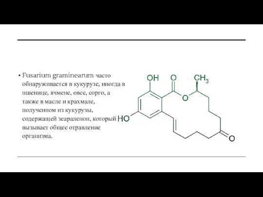 Fusarium graminearum часто обнаруживается в кукурузе, иногда в пшенице, ячмене, овсе,