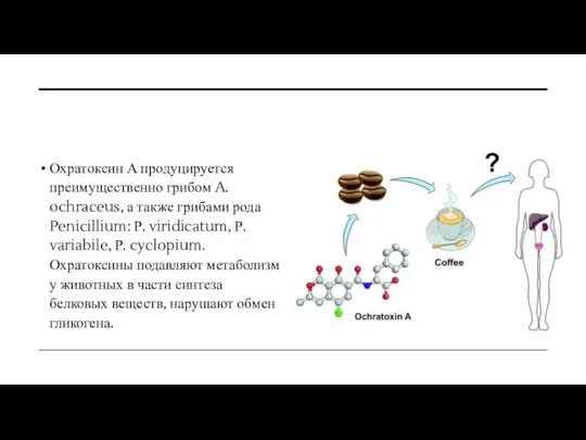 Охратоксин А продуцируется преимущественно грибом A. ochraceus, а также грибами рода