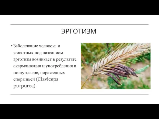 ЭРГОТИЗМ Заболевание человека и животных под названием эрготизм возникает в результате