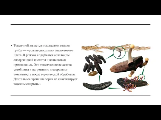 Токсичной является покоящаяся стадия гриба — «рожки спорыньи» фиолетового цвета. В