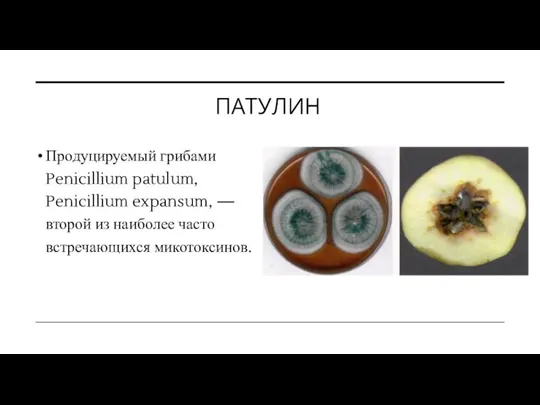 ПАТУЛИН Продуцируемый грибами Penicillium patulum, Penicillium expansum, — второй из наиболее часто встречающихся микотоксинов.