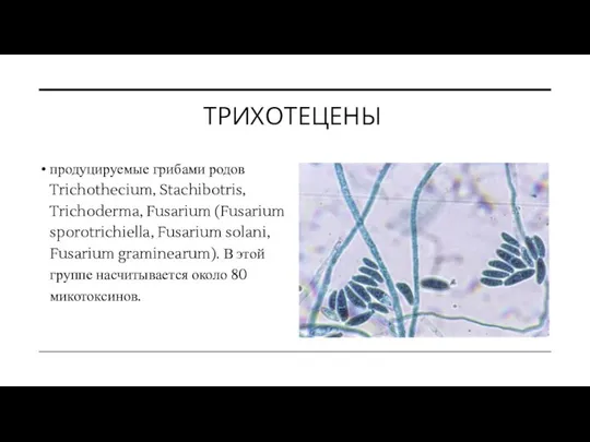 ТРИХОТЕЦЕНЫ продуцируемые грибами родов Trichothecium, Stachibotris, Trichoderma, Fusarium (Fusarium sporotrichiella, Fusarium