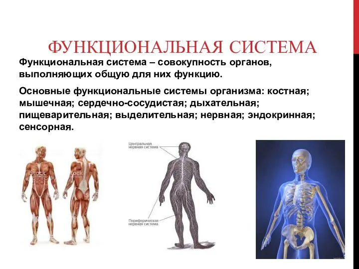 ФУНКЦИОНАЛЬНАЯ СИСТЕМА Функциональная система – совокупность органов, выполняющих общую для них