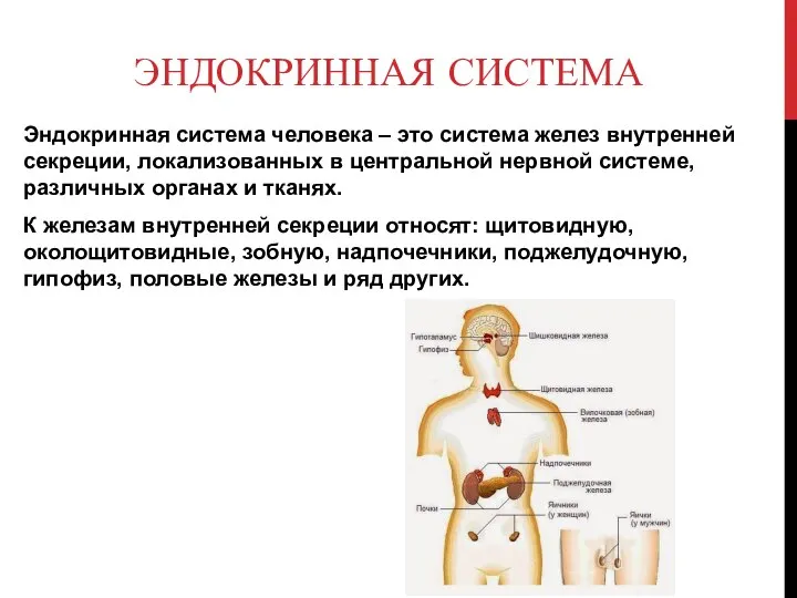 ЭНДОКРИННАЯ СИСТЕМА Эндокринная система человека – это система желез внутренней секреции,