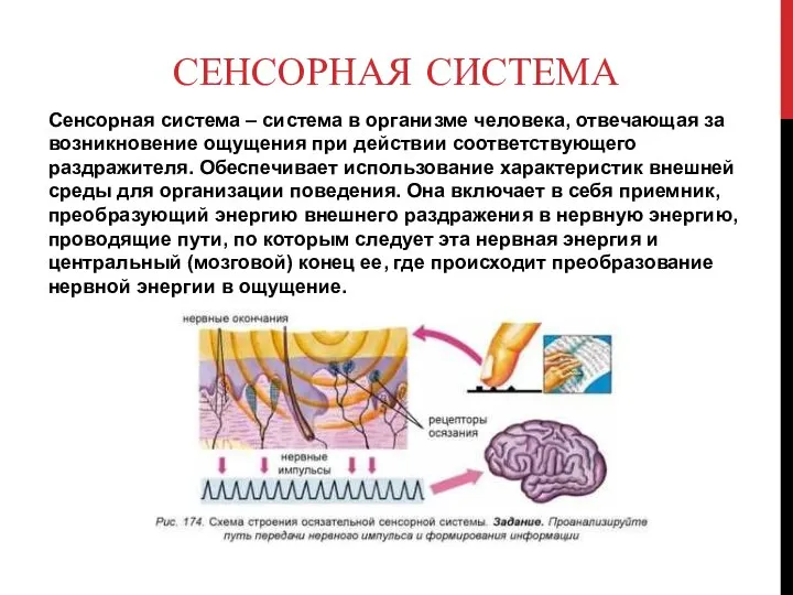 СЕНСОРНАЯ СИСТЕМА Сенсорная система – система в организме человека, отвечающая за