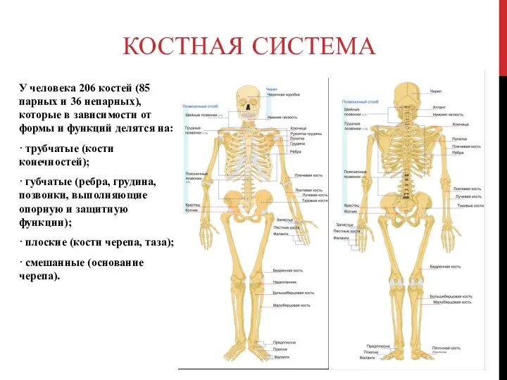 КОСТНАЯ СИСТЕМА У человека 206 костей (85 парных и 36 непарных),
