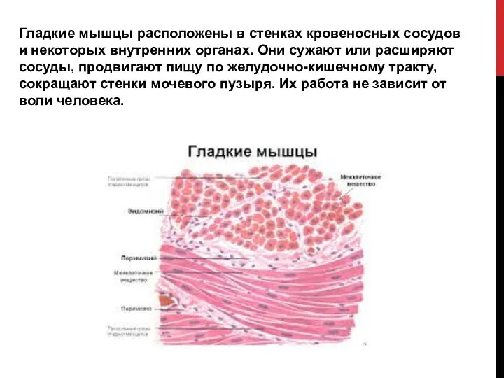 Гладкие мышцы расположены в стенках кровеносных сосудов и некоторых внутренних органах.