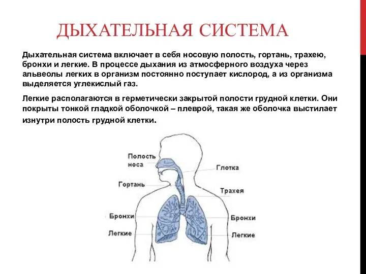 ДЫХАТЕЛЬНАЯ СИСТЕМА Дыхательная система включает в себя носовую полость, гортань, трахею,