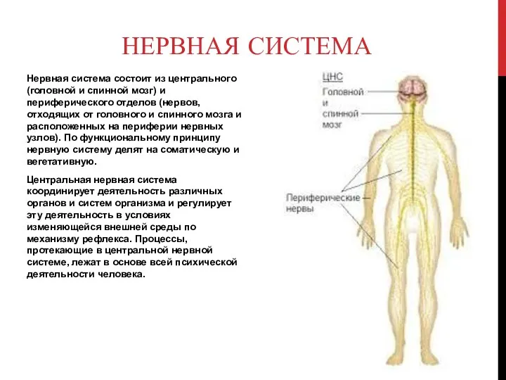 НЕРВНАЯ СИСТЕМА Нервная система состоит из центрального (головной и спинной мозг)