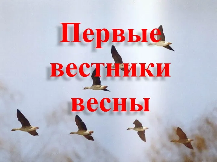 Первые вестники весны