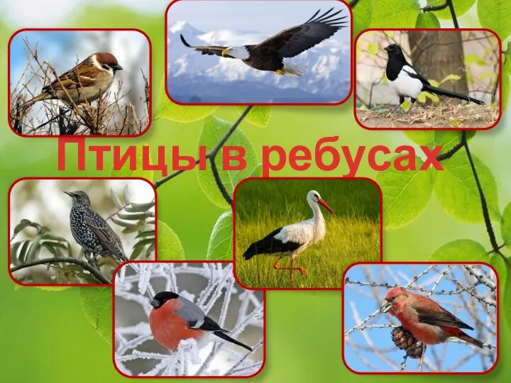 Птицы в ребусах